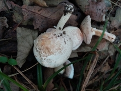 Agaricus brunneolus