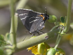 Atlides thargelia