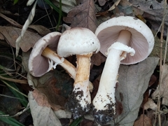 Agaricus brunneolus