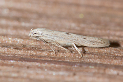 Haplochrois bipunctella