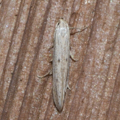 Haplochrois bipunctella
