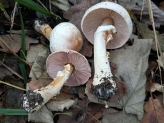 Agaricus brunneolus