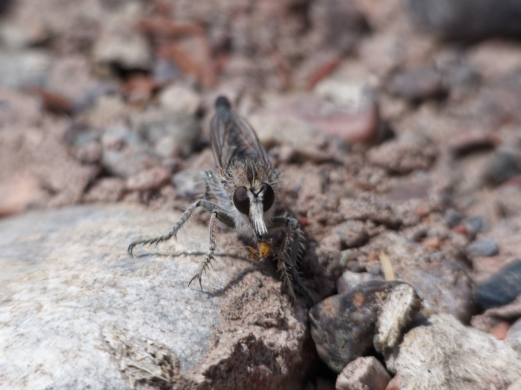 Leptochelina