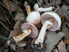 Agaricus brunneolus