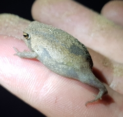Breviceps adspersus