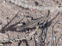 Liolaemus grosseorum