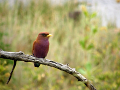 Eurystomus glaucurus