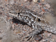 Liolaemus grosseorum