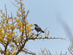 Microspingus torquatus