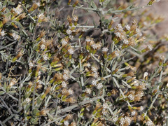Cyclolepis genistoides
