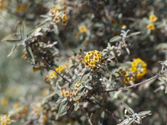 Buddleja mendozensis