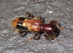 Priocera castanea