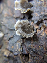 Resupinatus trichotis