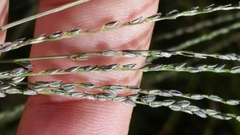 Digitaria filiformis