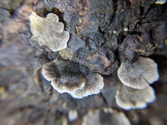 Resupinatus trichotis