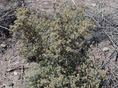 Buddleja mendozensis