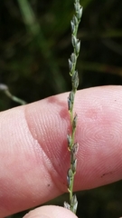 Digitaria filiformis