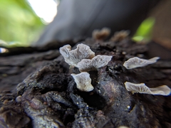 Resupinatus trichotis