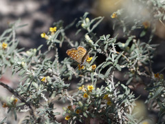 Sertania guttata