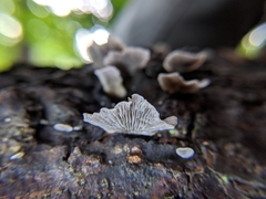 Resupinatus trichotis