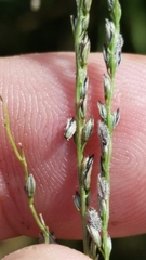 Digitaria filiformis