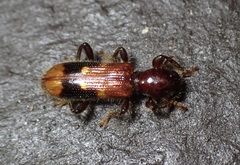 Priocera castanea