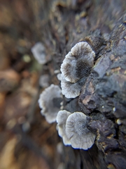 Resupinatus trichotis