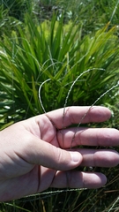 Digitaria filiformis