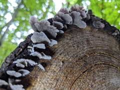 Resupinatus trichotis