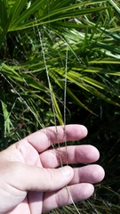 Digitaria filiformis