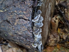 Resupinatus trichotis