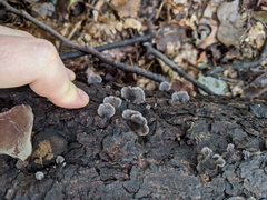 Resupinatus trichotis