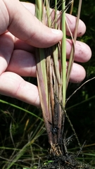 Digitaria filiformis