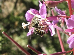 Anthidium