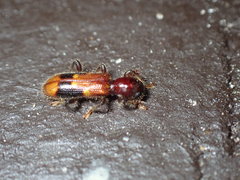 Priocera castanea