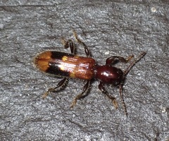 Priocera castanea