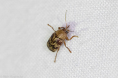 Cryptocephalus implacidus