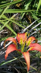 Lilium catesbaei image