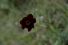 Cosmos atrosanguineus