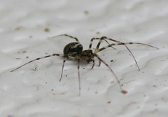 Drapetisca alteranda