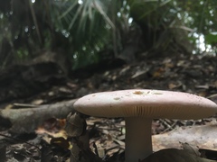 Russula hixsonii
