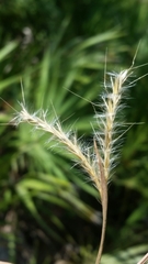 Andropogon cabanisii