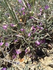 Astragalus barrii