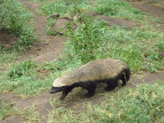 Mellivora capensis