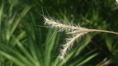 Andropogon cabanisii
