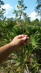 Andropogon cabanisii