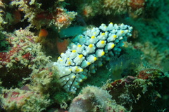 Phyllidia elegans
