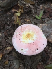 Russula hixsonii