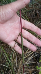 Andropogon cabanisii