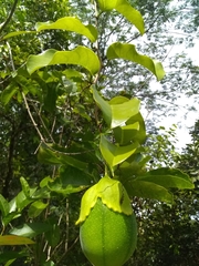 Passiflora laurifolia